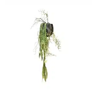 No.99 - 022022 Black Planter Curley Willow