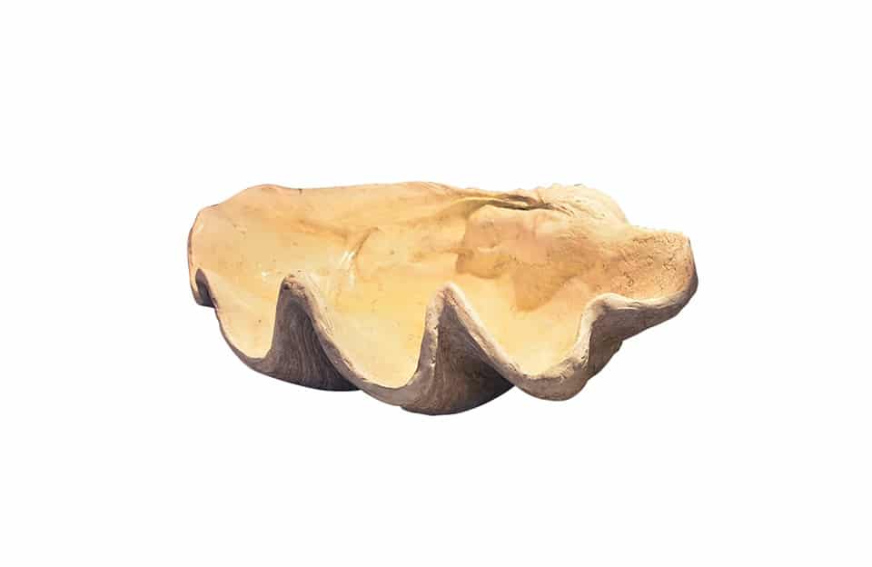 Large Clam Shell Accent Natural 74716