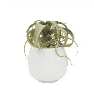 Home Decor Flower Arrangemnet No-45 White Glossy Pot Tillandsia 24 Front View