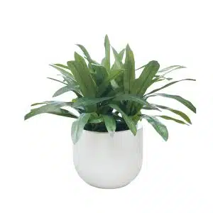 Home Decor Flower Arrangement No-69 Glossy White Draceana 24 Front View
