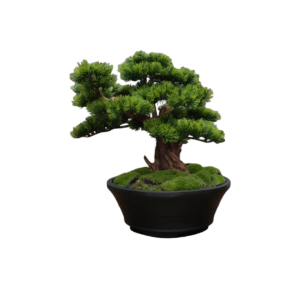 Home Decor Bonsai Lohansung Front View