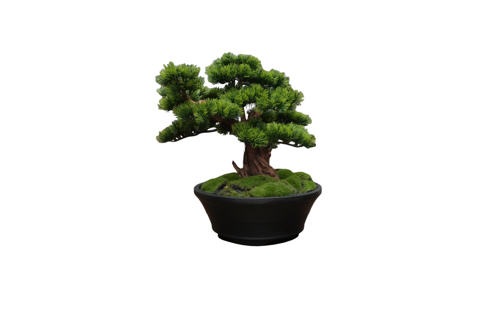 Home Decor Bonsai Lohansung Front View