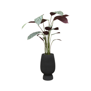 Home Decor GCR315L Vase Large & Callathea Ungu 150 Front View
