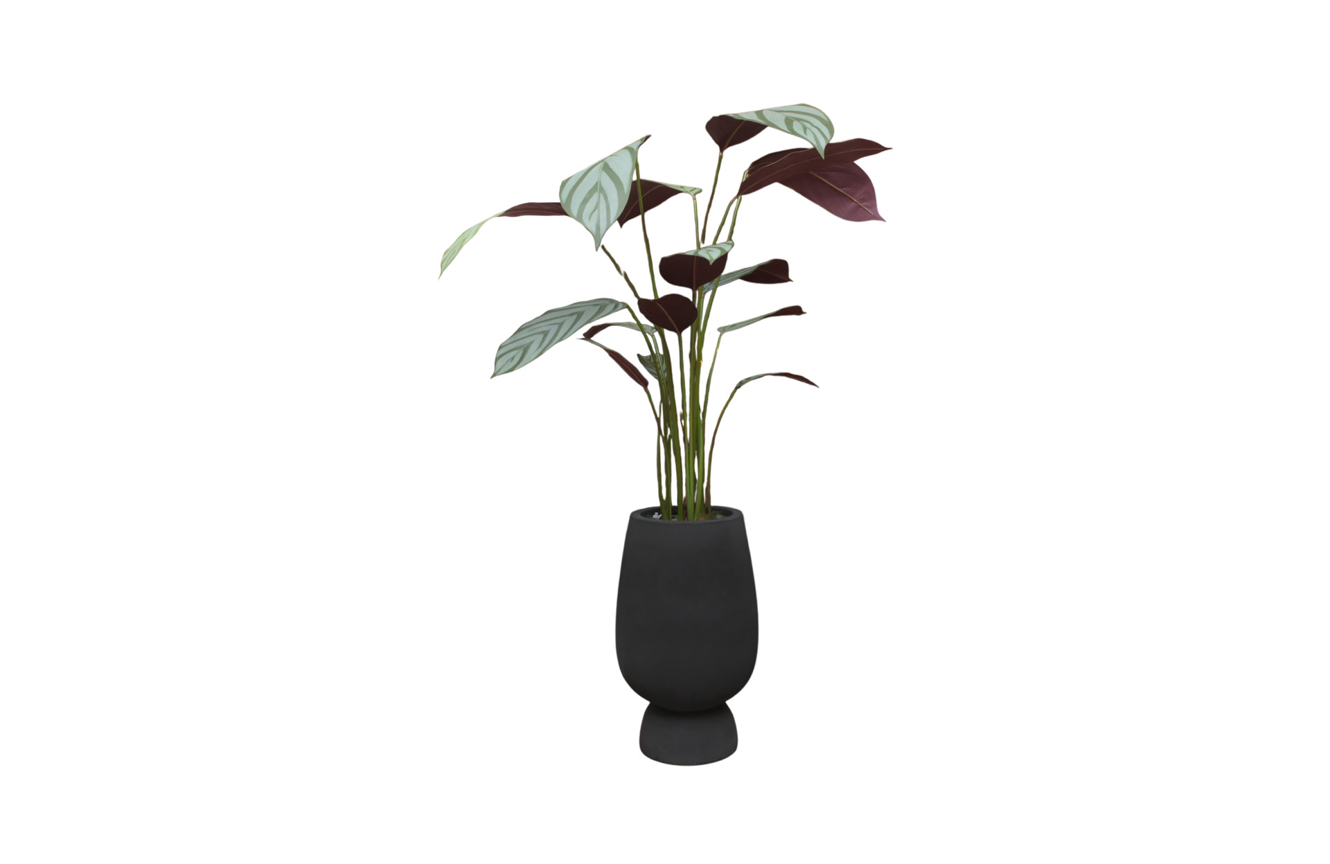 Home Decor GCR315L Vase Large & Callathea Ungu 150 Front View