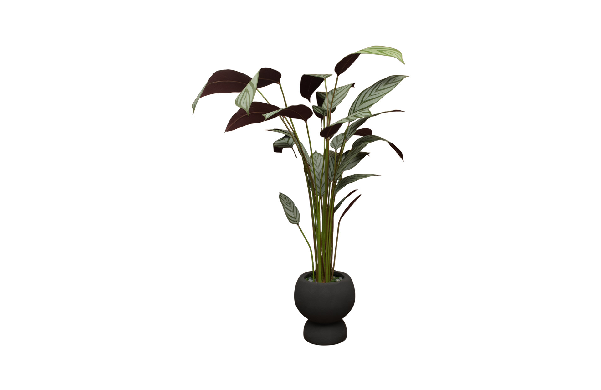 Home Decor GCR315S Vase Small & Callathea Ungu 150 B Front View